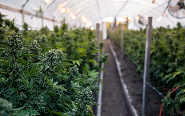 Cultivators